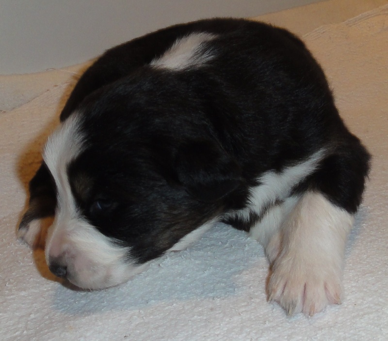 Chiots nés le 27.12.14 - Dyna et Horus Duncan
