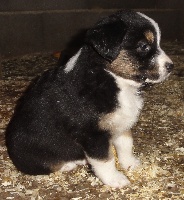 CHIOT